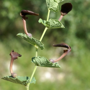 Photographie n°1514472 du taxon Aristolochia pistolochia L. [1753]