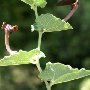 Photographie n°1514480 du taxon Aristolochia pistolochia L. [1753]