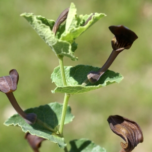 Photographie n°1514492 du taxon Aristolochia pistolochia L. [1753]