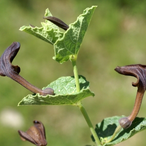 Photographie n°1514493 du taxon Aristolochia pistolochia L. [1753]