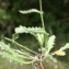  Liliane Roubaudi - Biscutella cichoriifolia Loisel. [1810]