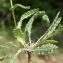  Liliane Roubaudi - Biscutella cichoriifolia Loisel. [1810]