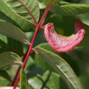 Photographie n°1514526 du taxon Pistacia terebinthus L. [1753]