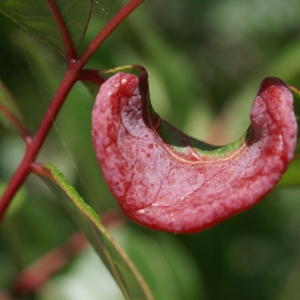 Photographie n°1514531 du taxon Pistacia terebinthus L. [1753]