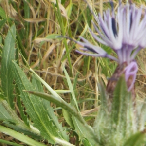 Photographie n°1514807 du taxon Carthamus caeruleus L. [1753]