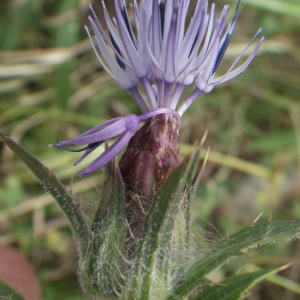 Photographie n°1514815 du taxon Carthamus caeruleus L. [1753]