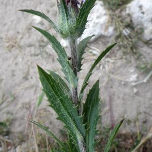 Photographie n°1514821 du taxon Carthamus caeruleus L. [1753]