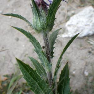 Photographie n°1514822 du taxon Carthamus caeruleus L. [1753]
