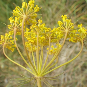 Kundmannia sicula (L.) DC. (Fonoll bord)