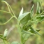  Liliane Roubaudi - Lathyrus ochrus (L.) DC. [1805]