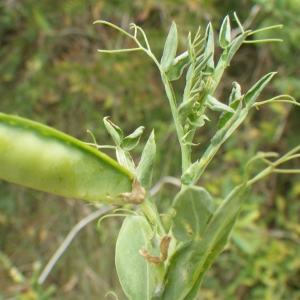 Photographie n°1514911 du taxon Lathyrus ochrus (L.) DC. [1805]