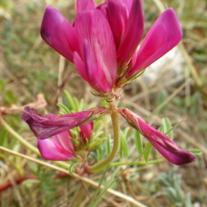 Hedysarum spinosissimum subsp. capitatum (Rouy) Asch. & Graebn. (Hédysarum à têtes)