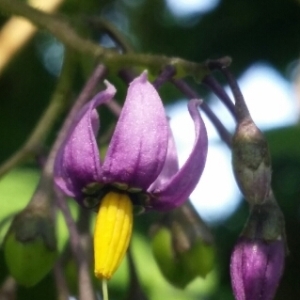 Photographie n°1515777 du taxon Solanum dulcamara L. [1753]