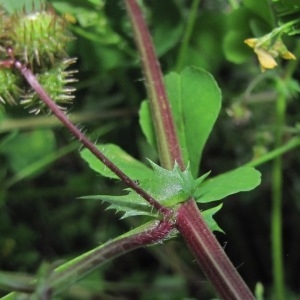 Photographie n°1516083 du taxon Medicago arabica (L.) Huds. [1762]