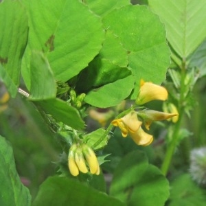 Photographie n°1516084 du taxon Medicago arabica (L.) Huds. [1762]