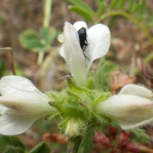 Astragalus boeticus var. siliquosus Rouy (Astragale de Bétique)