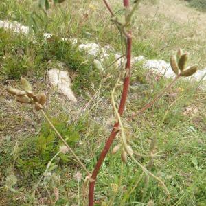 Photographie n°1516406 du taxon Astragalus boeticus L. [1753]