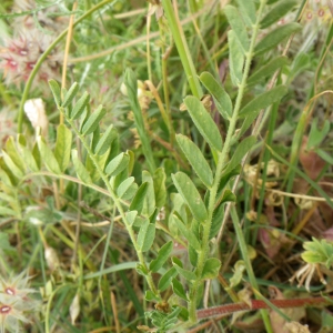 Photographie n°1516447 du taxon Astragalus boeticus L. [1753]