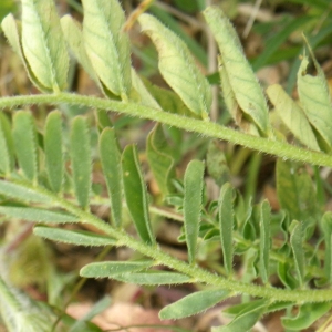 Photographie n°1516461 du taxon Astragalus boeticus L. [1753]