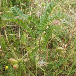 Photographie n°1516475 du taxon Astragalus boeticus L. [1753]