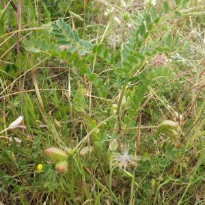 Photographie n°1516486 du taxon Astragalus boeticus L. [1753]