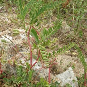 Photographie n°1516496 du taxon Astragalus boeticus L. [1753]