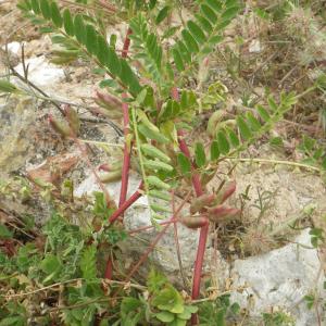 Photographie n°1516507 du taxon Astragalus boeticus L. [1753]