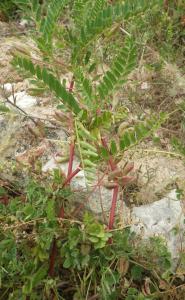 Liliane Roubaudi, le 28 avril 2017 (Corse (Plage de Sperone))