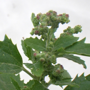 Chenopodium murale L. (Ansérine des murs)