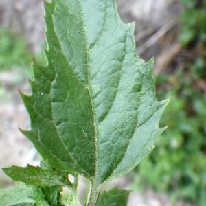 Photographie n°1516576 du taxon Chenopodium murale L. [1753]