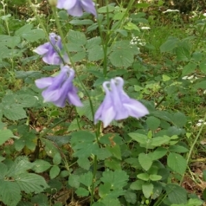 Photographie n°1517054 du taxon Aquilegia vulgaris L. [1753]