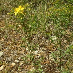 Photographie n°1519142 du taxon Hypericum perforatum L. [1753]