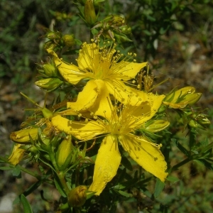 Photographie n°1519149 du taxon Hypericum perforatum L. [1753]