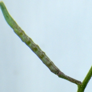 Photographie n°1519540 du taxon Brassica procumbens (Poir.) O.E.Schulz [1916]