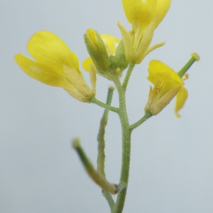 Photographie n°1519552 du taxon Brassica procumbens (Poir.) O.E.Schulz [1916]