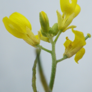 Photographie n°1519561 du taxon Brassica procumbens (Poir.) O.E.Schulz [1916]