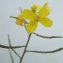  Liliane Roubaudi - Brassica procumbens (Poir.) O.E.Schulz [1916]