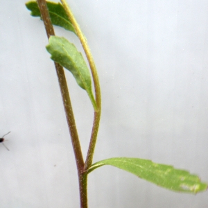 Photographie n°1519579 du taxon Brassica procumbens (Poir.) O.E.Schulz [1916]