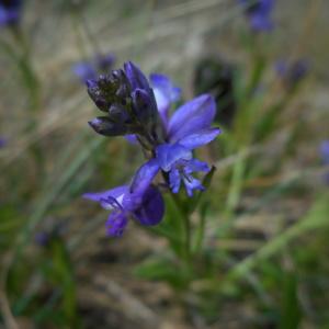 Photographie n°1521352 du taxon Polygala vulgaris L. [1753]