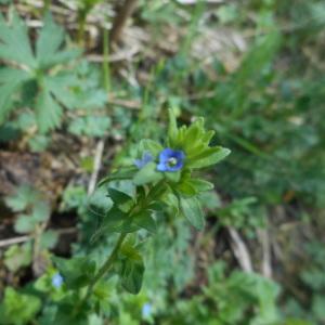 Photographie n°1521421 du taxon Veronica arvensis L. [1753]