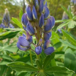 Photographie n°1521483 du taxon Lupinus polyphyllus Lindl. [1827]