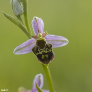 Photographie n°1521964 du taxon Ophrys x albertiana E.G.Camus [1891]