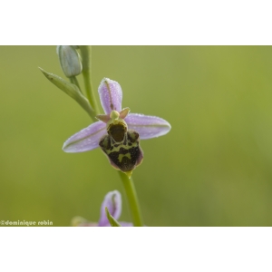 Ophrys ×albertiana E.G.Camus (Ophrys d'Albert)
