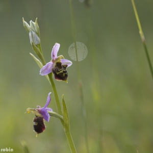  - Ophrys x albertiana E.G.Camus [1891]