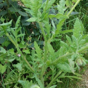 Photographie n°1522342 du taxon Papaver rhoeas L.