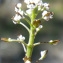  Liliane Roubaudi - Teesdalia coronopifolia (J.P.Bergeret) Thell. [1912]