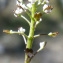  Liliane Roubaudi - Teesdalia coronopifolia (J.P.Bergeret) Thell. [1912]