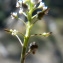  Liliane Roubaudi - Teesdalia coronopifolia (J.P.Bergeret) Thell. [1912]