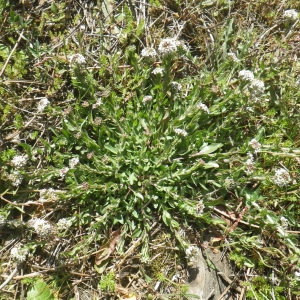 Photographie n°1523731 du taxon Lepidium oxyotum DC. [1821]