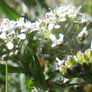 Photographie n°1523756 du taxon Lepidium oxyotum DC. [1821]